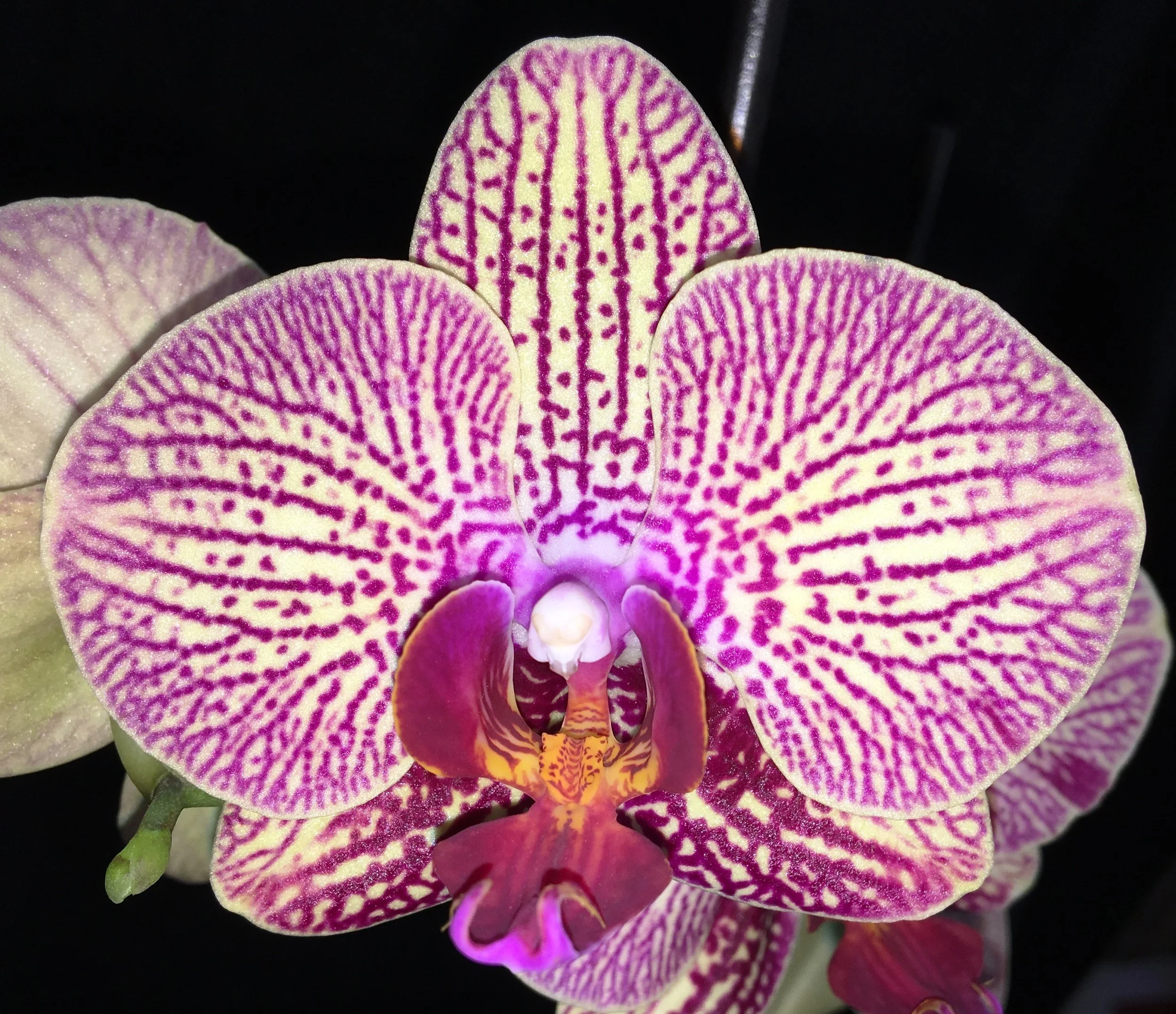 Phalaenopsis Brother Girl - NEW ADDITION!
