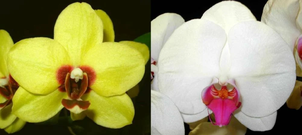 Close-up of two different orchids, one yellow with red center and one white with pink center.