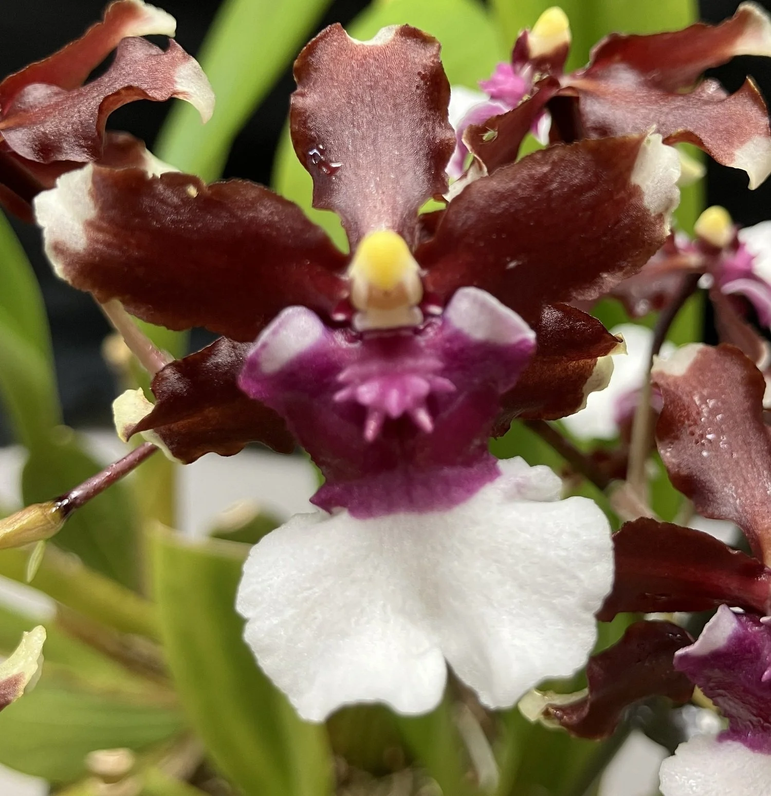 Oncidium AKA Baby 'Raspberry Chocolate' HCC/AOS