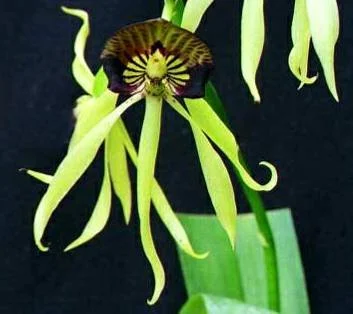 Encyclia cochleata