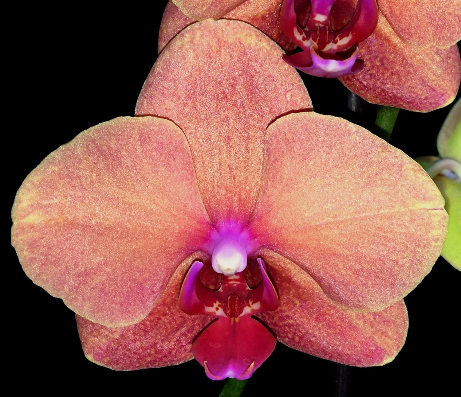 Phalaenopsis Surf Song