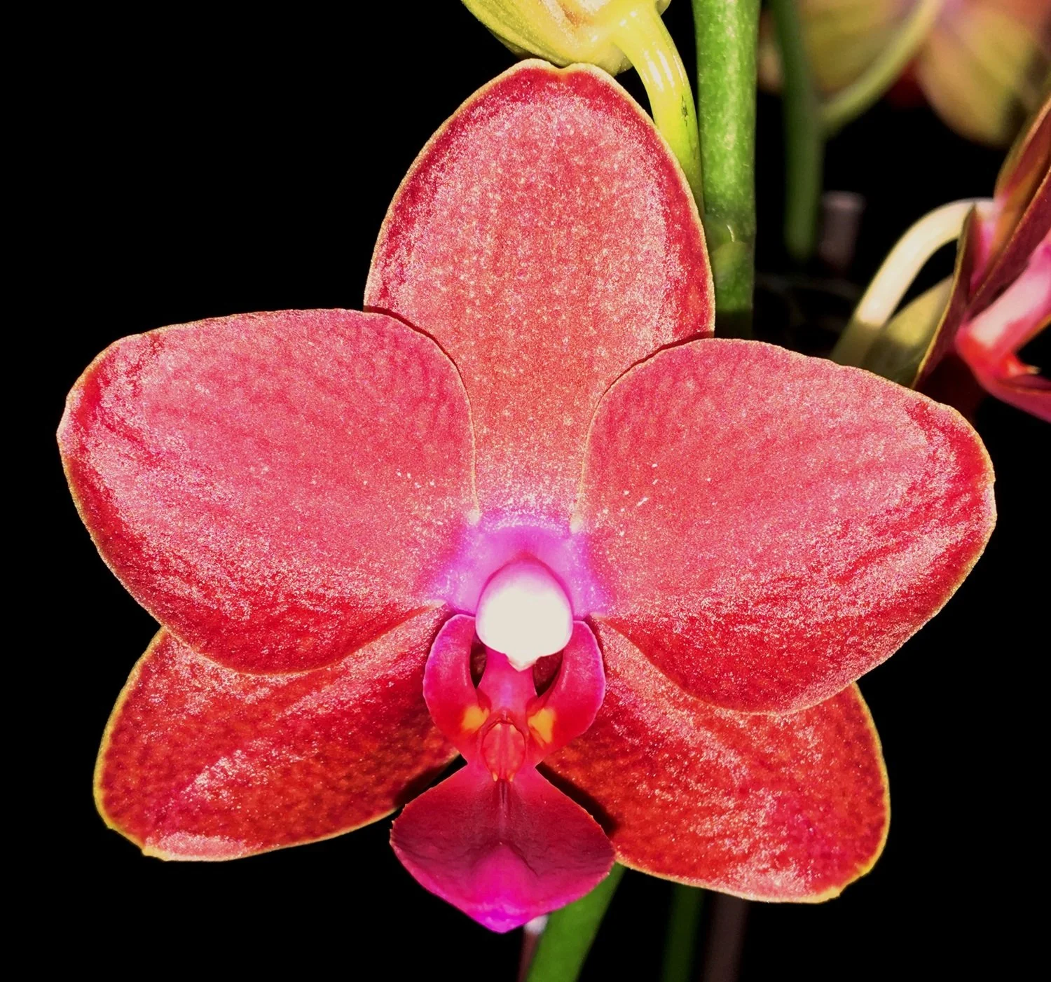phalaenopsis-tying-shin-baby-smile-pl245.jpg  Bright red flower of a Phalaenopsis orchid with a shiny, waxy texture.