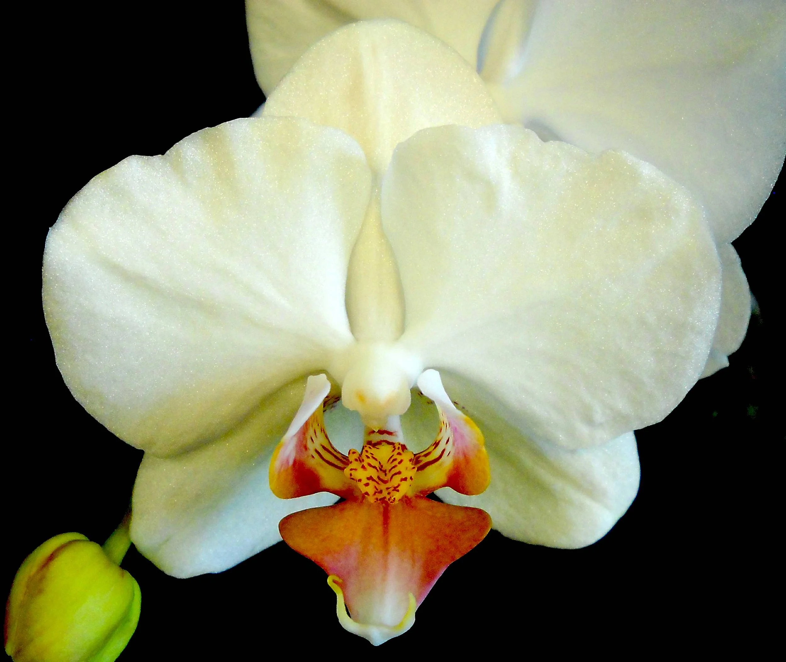 Close-up of a white orchid flower with yellow and red markings on the inner lip against a black background.