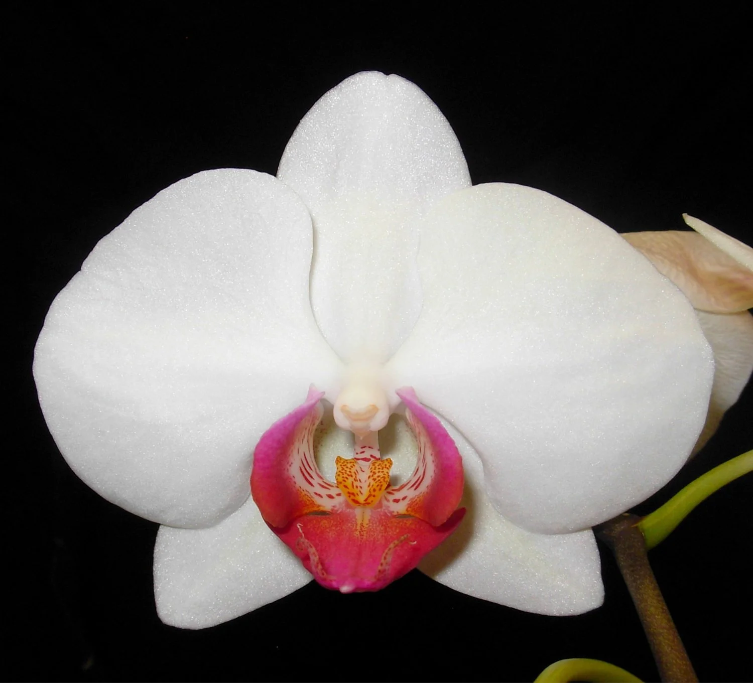 Phalaenopsis Corinth