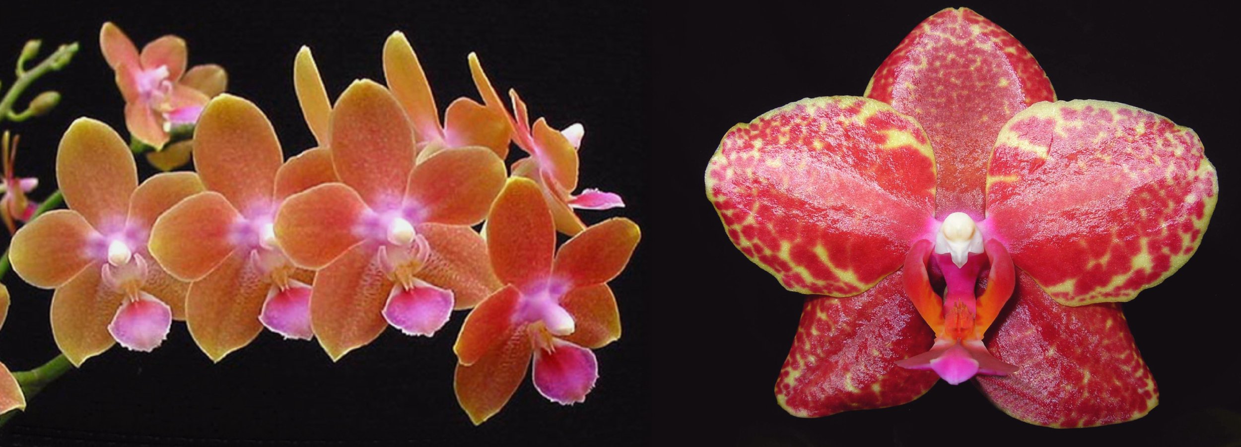 Two different orchids against a black background; the left has orange petals with pink centers, the right has red and yellow speckled petals with a pink and white center.