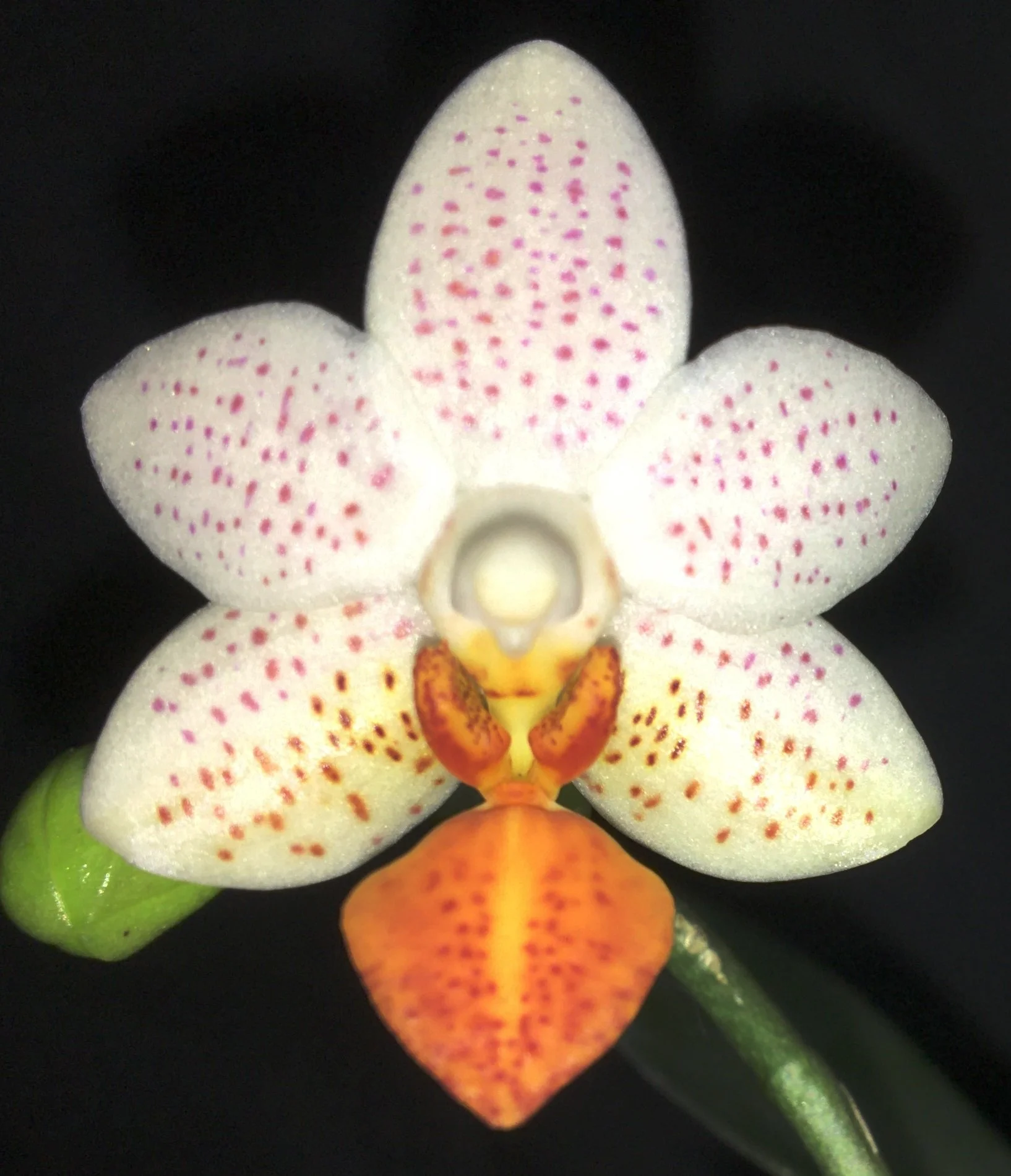 Phalaenopsis Mini Mark - NEW ADDITION!