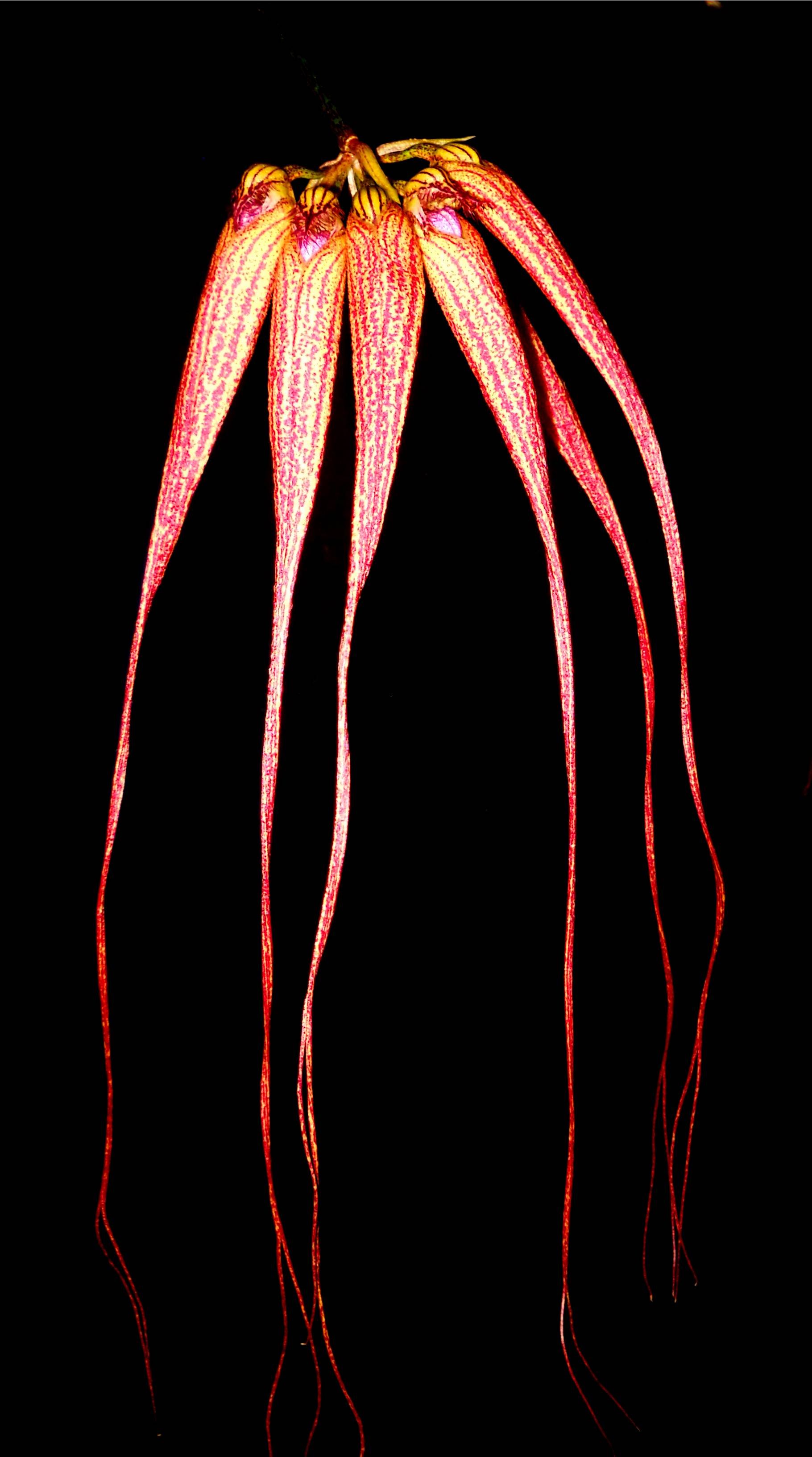 bulbophyllum-elizabeth-ann-bucklebury-fcc-aos-ms0220-3.JPG