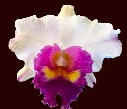 blc-nan-irene-wallis-hawaii-ca-704-2.jpg