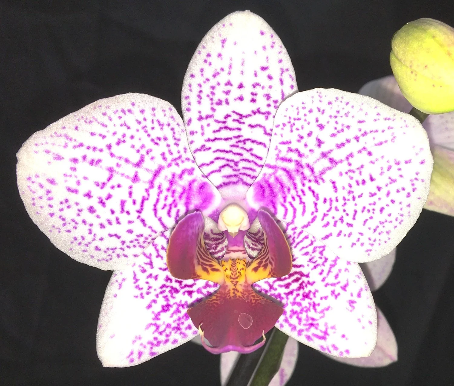 phalaenopsis-alyshas-dots-rosemarie-hcc-aos-pl527.JPG