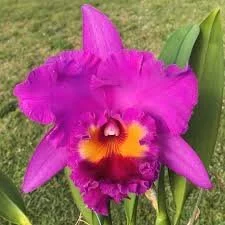 blc-ronalds-canyon-koko-head-am-aos-2.jpg  A magnificent purple cattleya flower with bright yellow in the throat and a red lip.