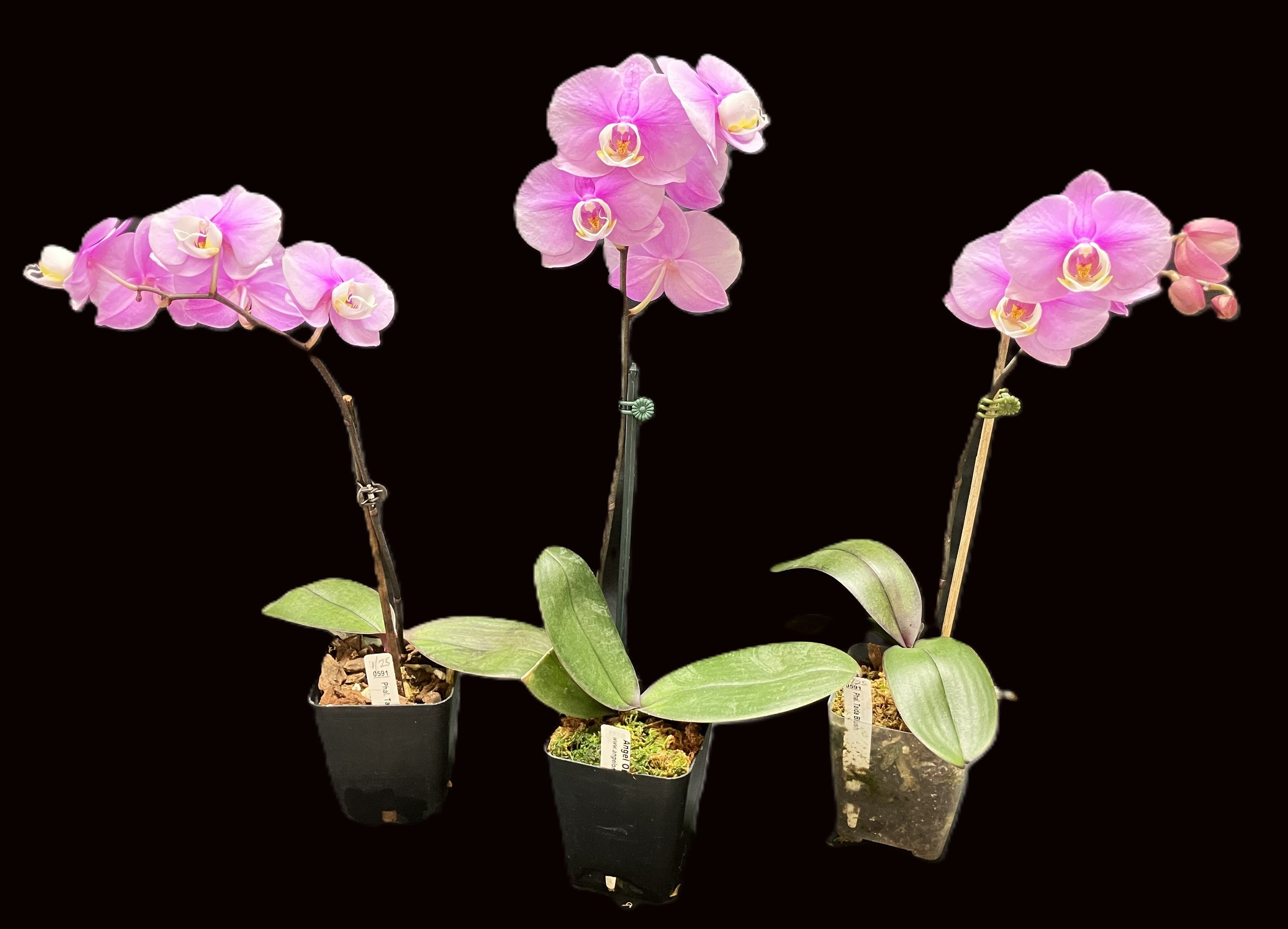 phalaenopsis-taida-blush-pl591-2.JPG