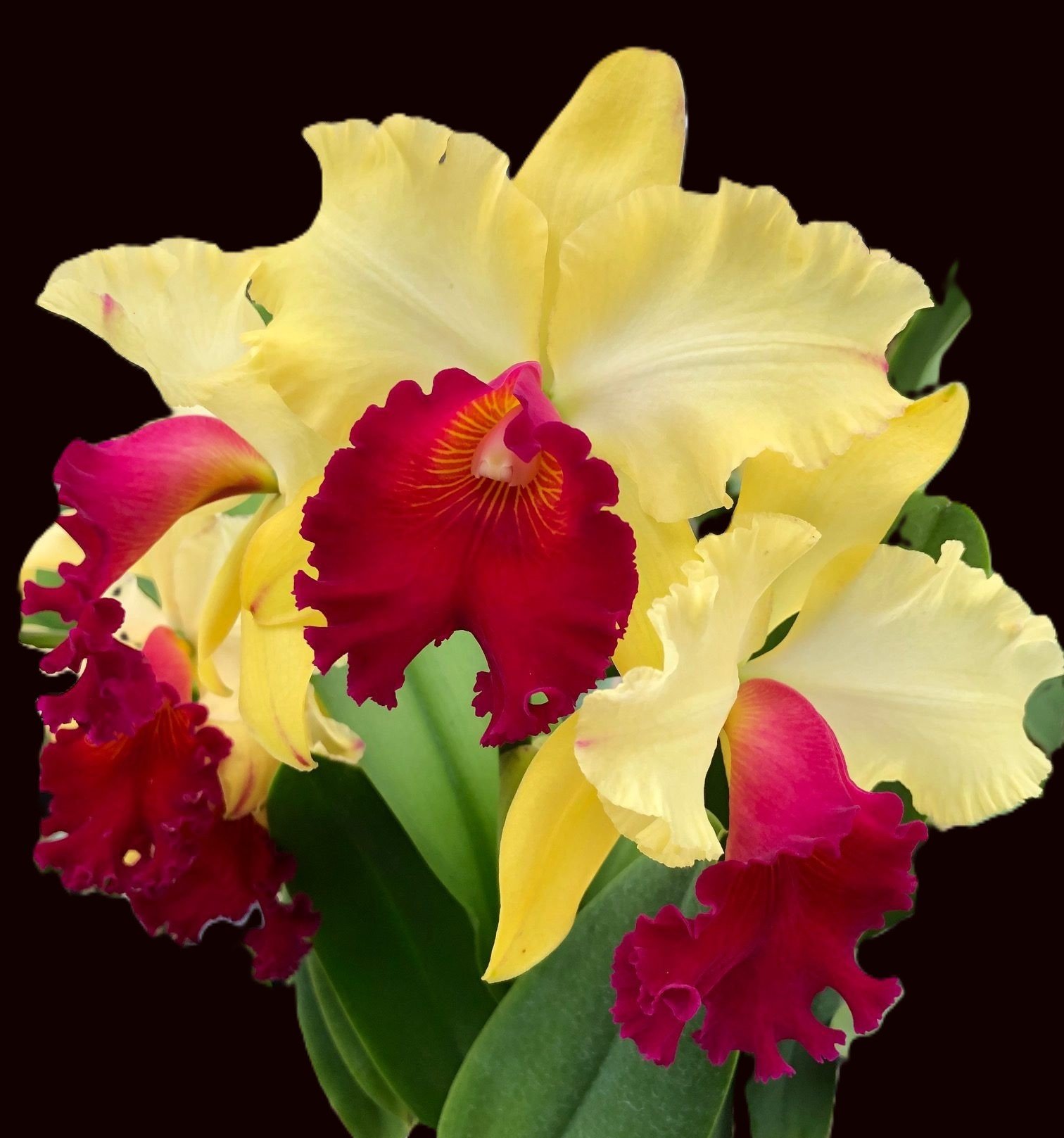 potinara-waianae-appeal-carmela-ca-564-1.jpg