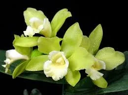 blc--hawaiian-passion-carmela-hcc-aos-1.jpg  Attractive cluster of yellow-green flowers accented with contrasting white lip