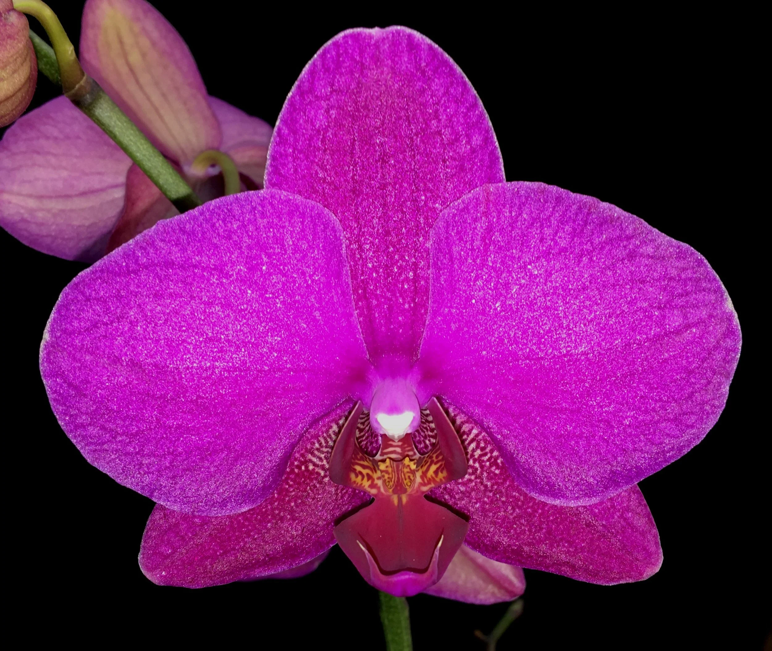 phalaenopsis-taida-firebird-pl-524-1.JPG