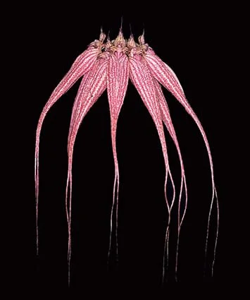 bulbophyllum-elizabeth-ann-bucklebury-fcc-aos-ms0220-2.jpg  Long, pink striped flowers that hang down.