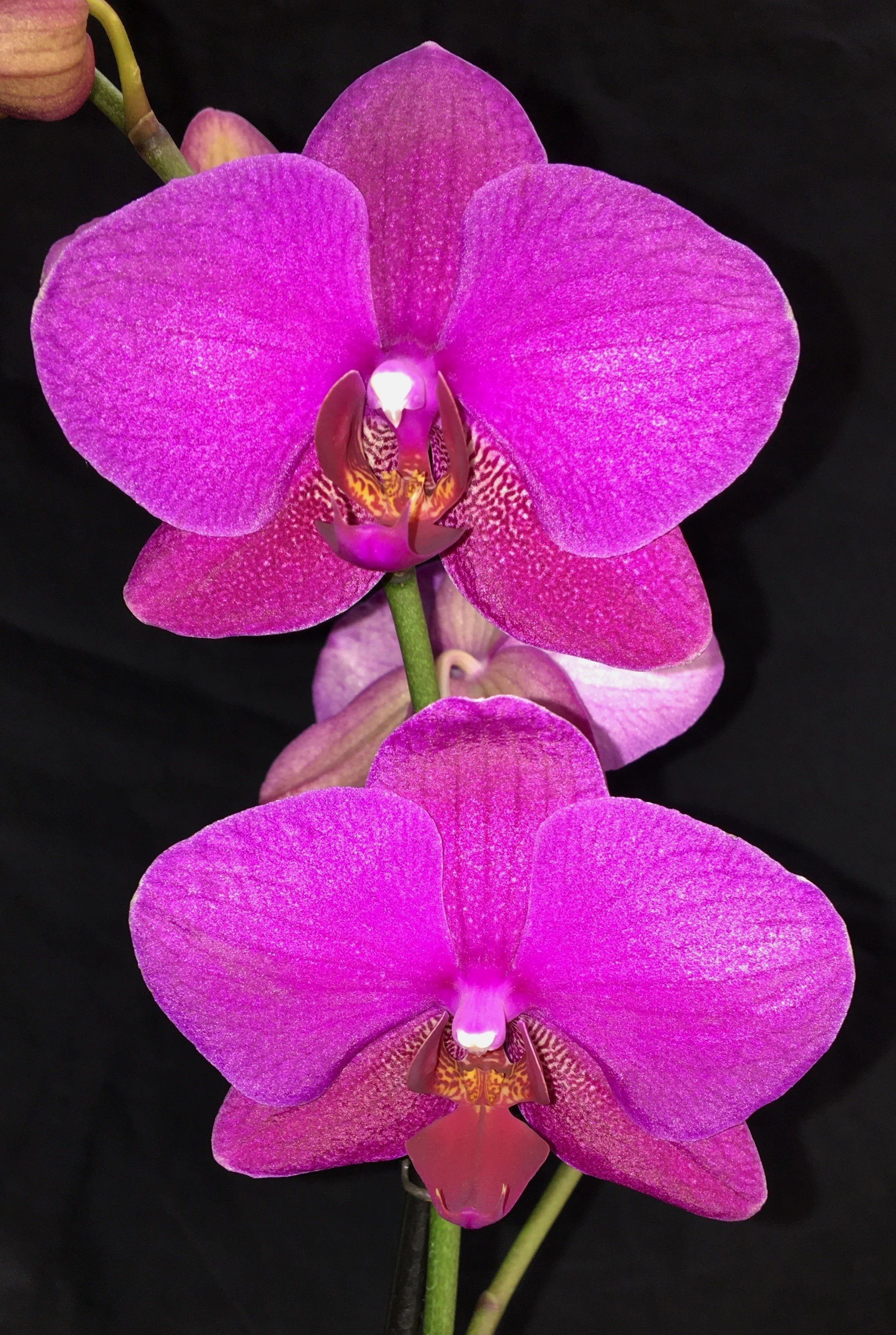 phalaenopsis-taida-firebird-pl-524-2.JPG
