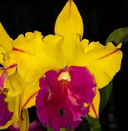 blc-tainan-gold-hawaii-ca-703-1.jpg