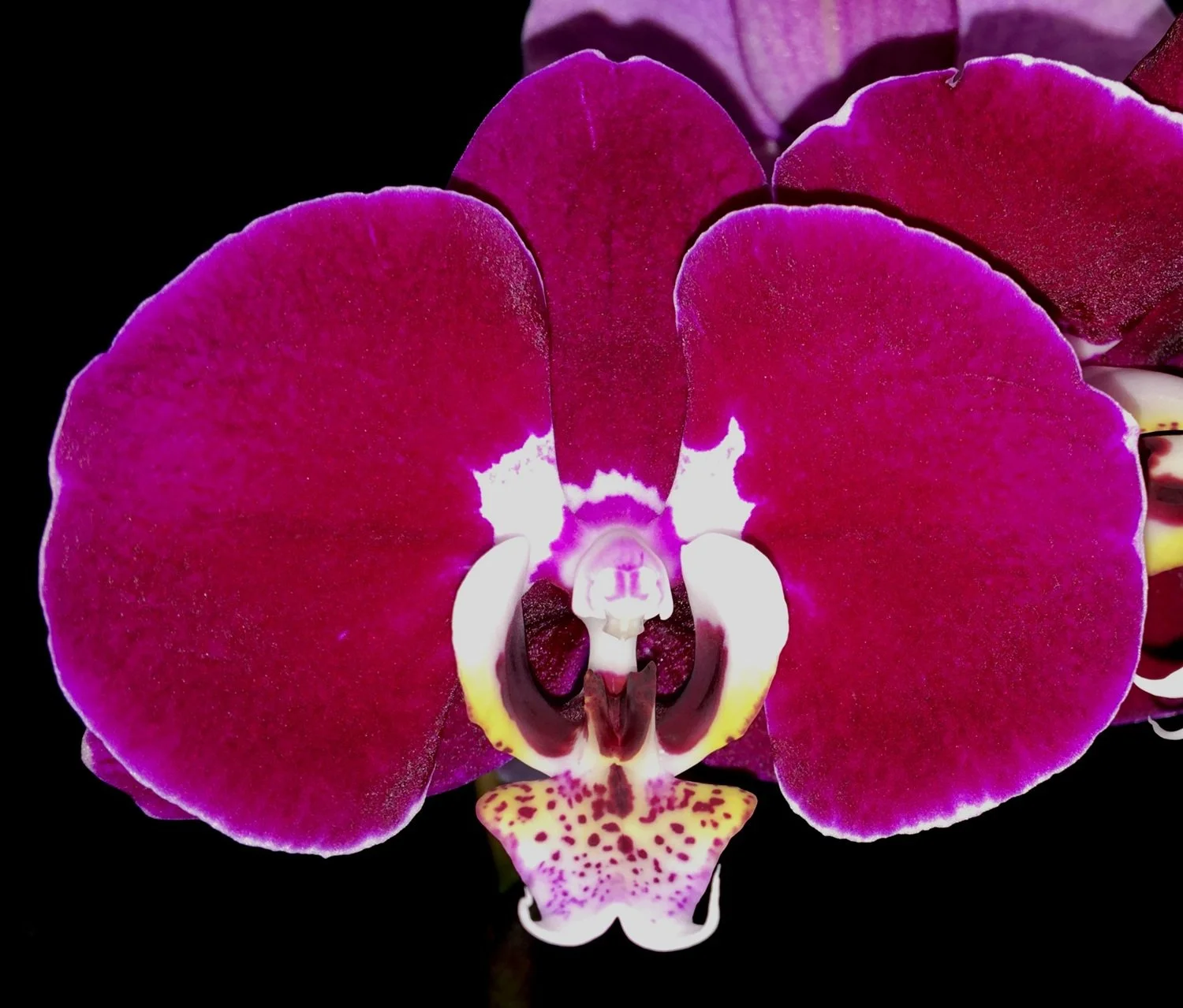 Phalaenopsis Lioulin Bright Violet 'FL89086'
