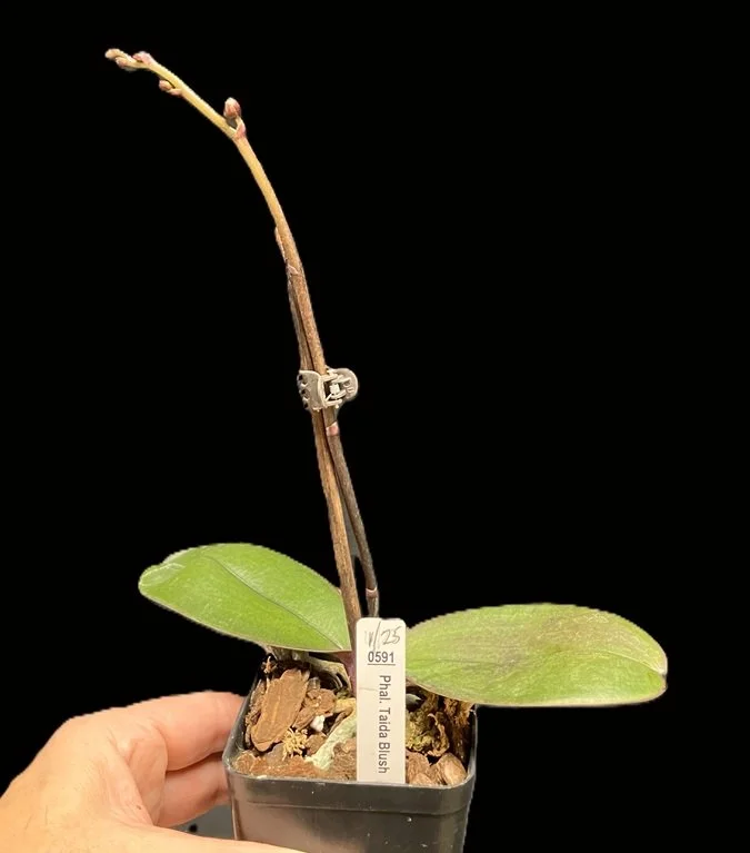 phalaenopsis-taida-blush-pl591-spike.jpg  Phalaenopsis plant showing the long, shiny leaves and the developing flower spike.