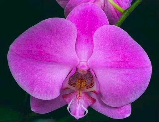 Close-up of a pink orchid flower with green background.