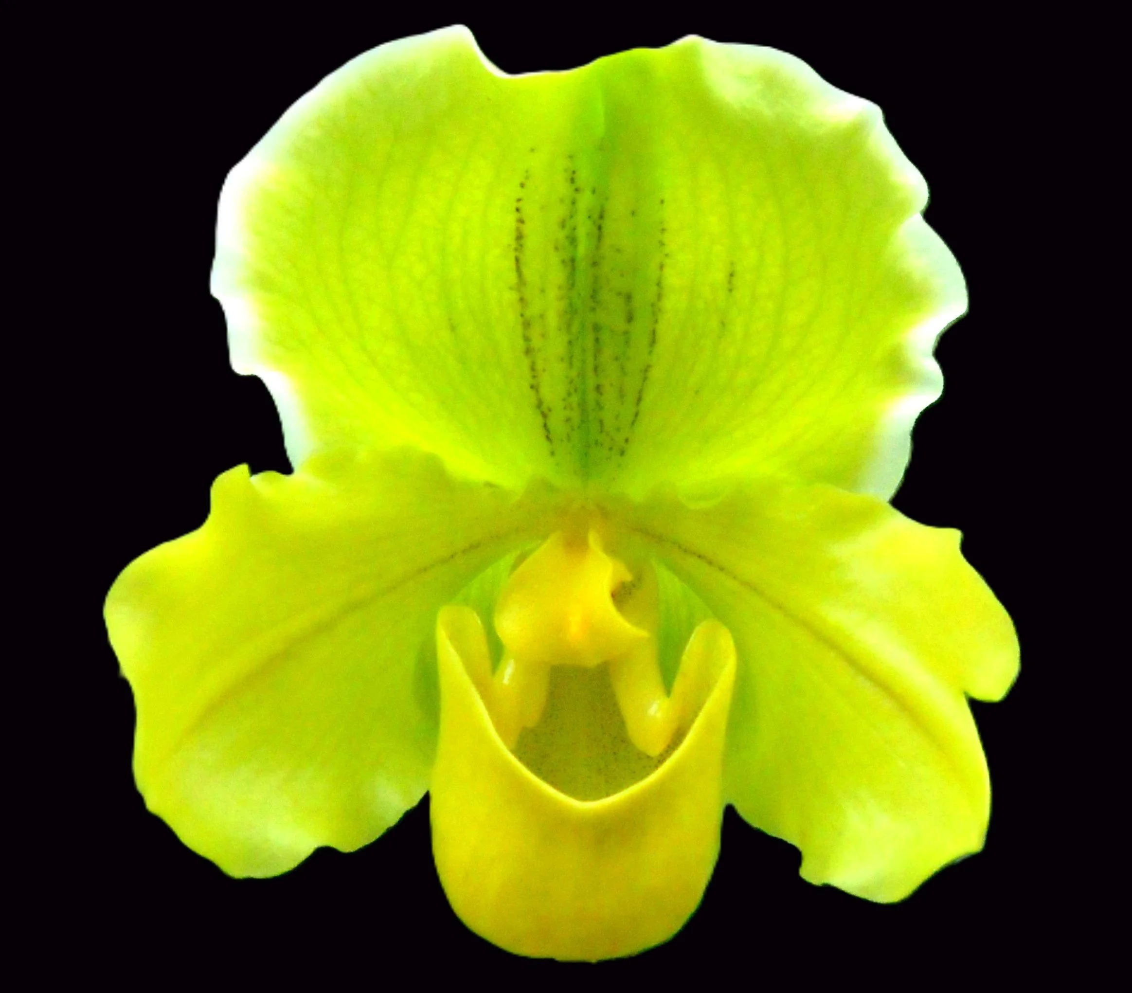 Close-up of a yellow orchid flower with green markings, set against a black background.
