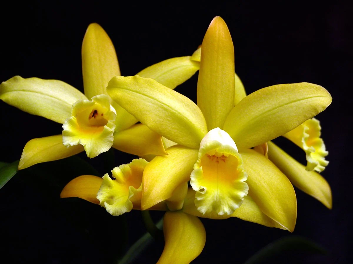 Blc. Golden Chieftain 'Akukii' - NEW ADDITION!