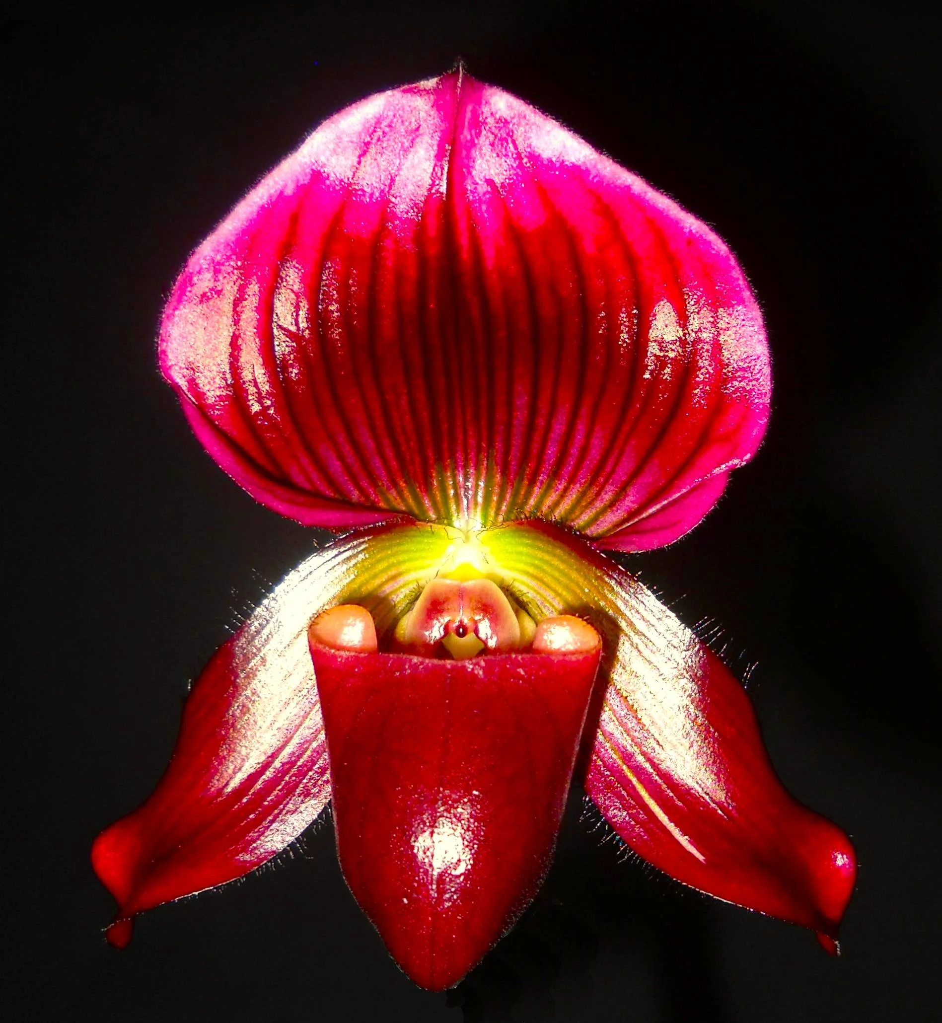 Close-up of a vibrant pink and red orchid flower with detailed petals and yellow center against a black background.