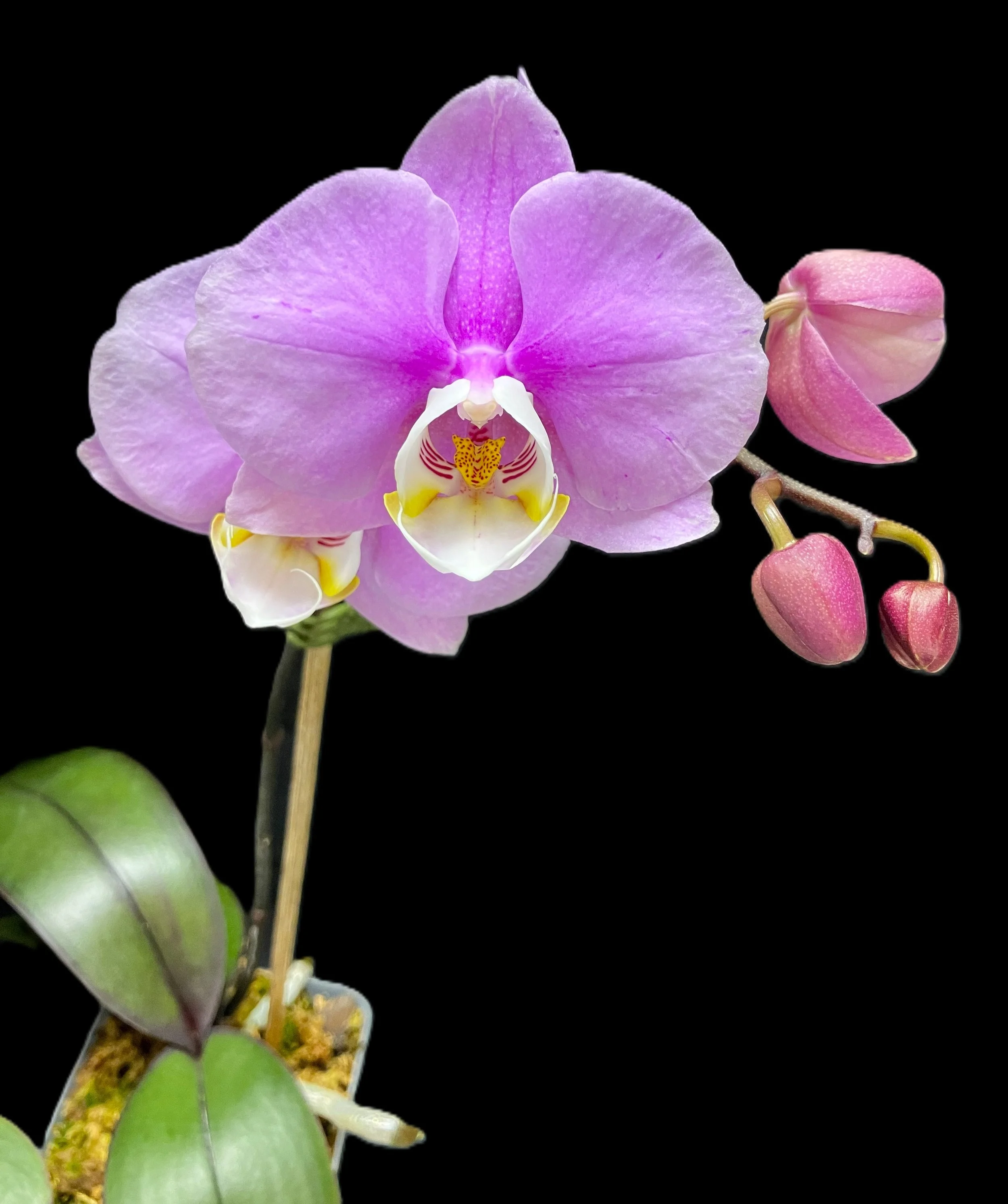 phalaenopsis-taida-blush-pl591-4.JPG