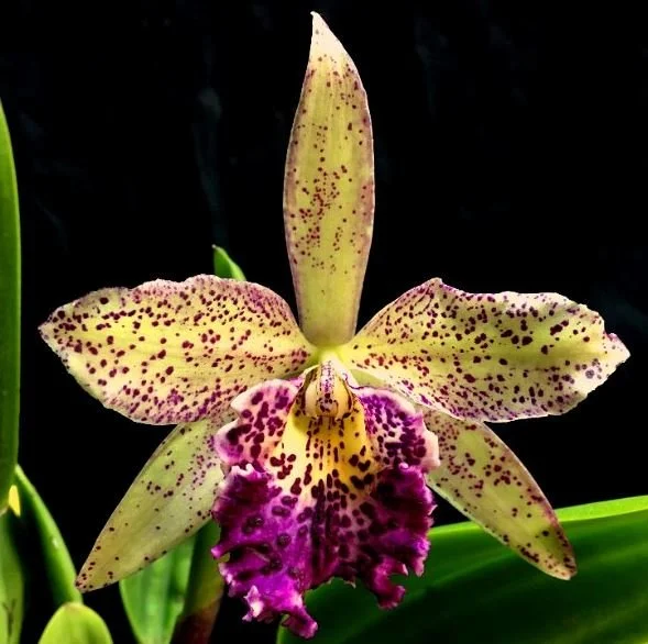 blc-hawaiian-leopard-mei-ling-am-aos-ca-699-1.jpg