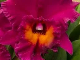 blc-hawaiian-ruby -paradise 2.jpg
