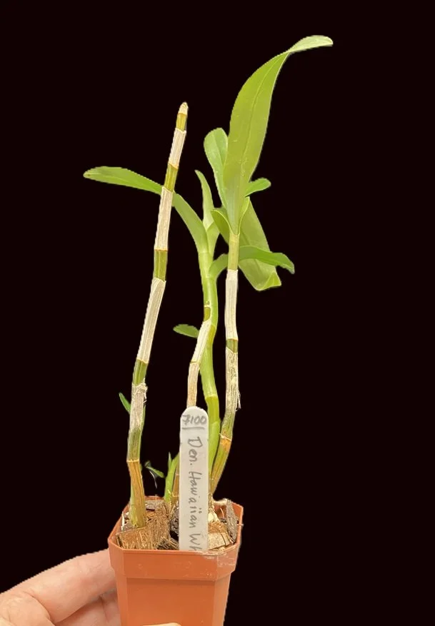 dendrobium-hawaiian-white-purple-angels-x-self-de7100-2.jpg Dendrobium plant showing the tall, cane-like growth pattern.