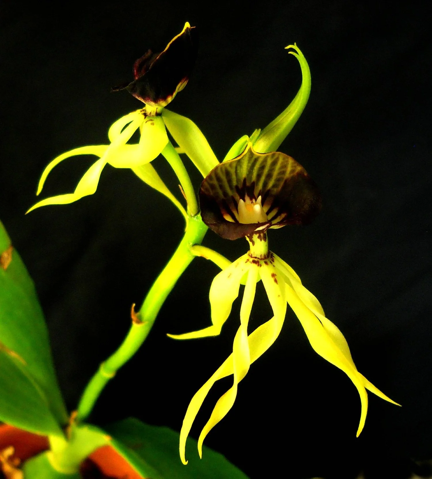encyclia-cochleata-comayagua-x-ao129-ep7168.jpg