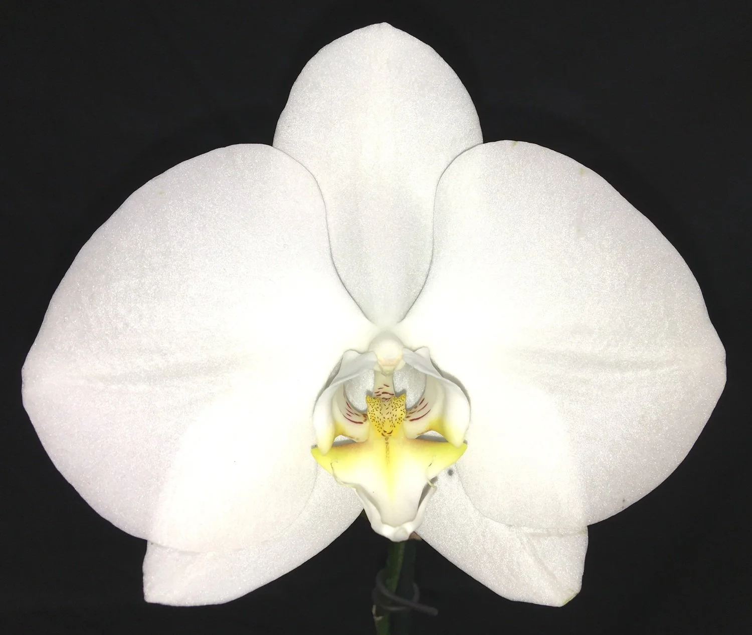 phalaenopsis-normans-mist-pl462.jpg   A gorgeous pure white Phalaenopsis.