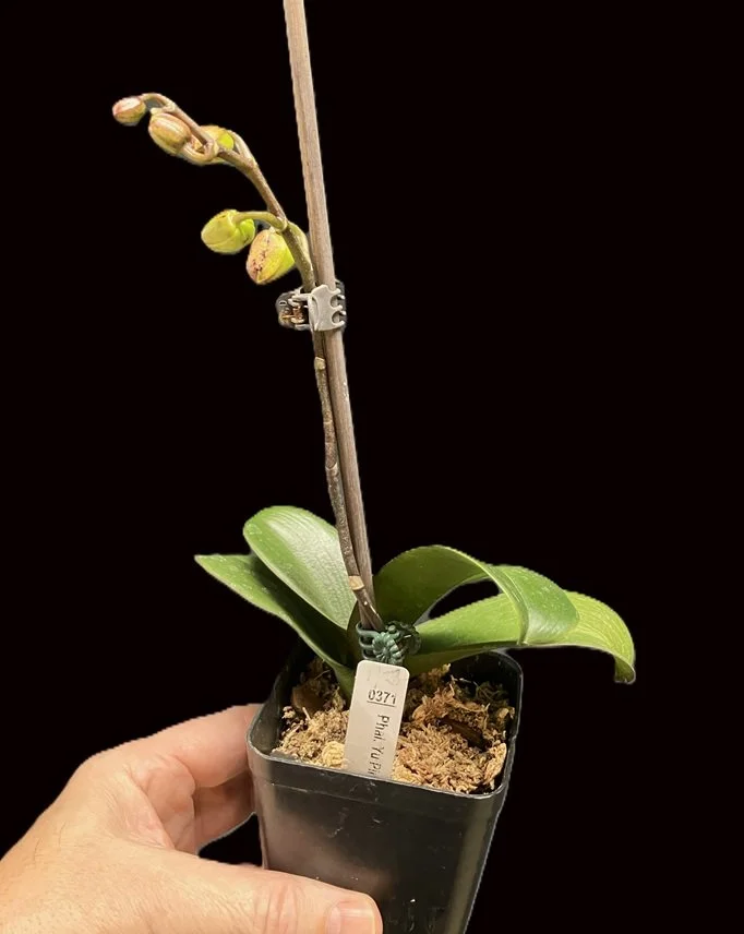 phalaenopsis-yu-pin-pearl-pl371-spike.jpg  This is the plant showing the developing slower spike that will open in a few days.