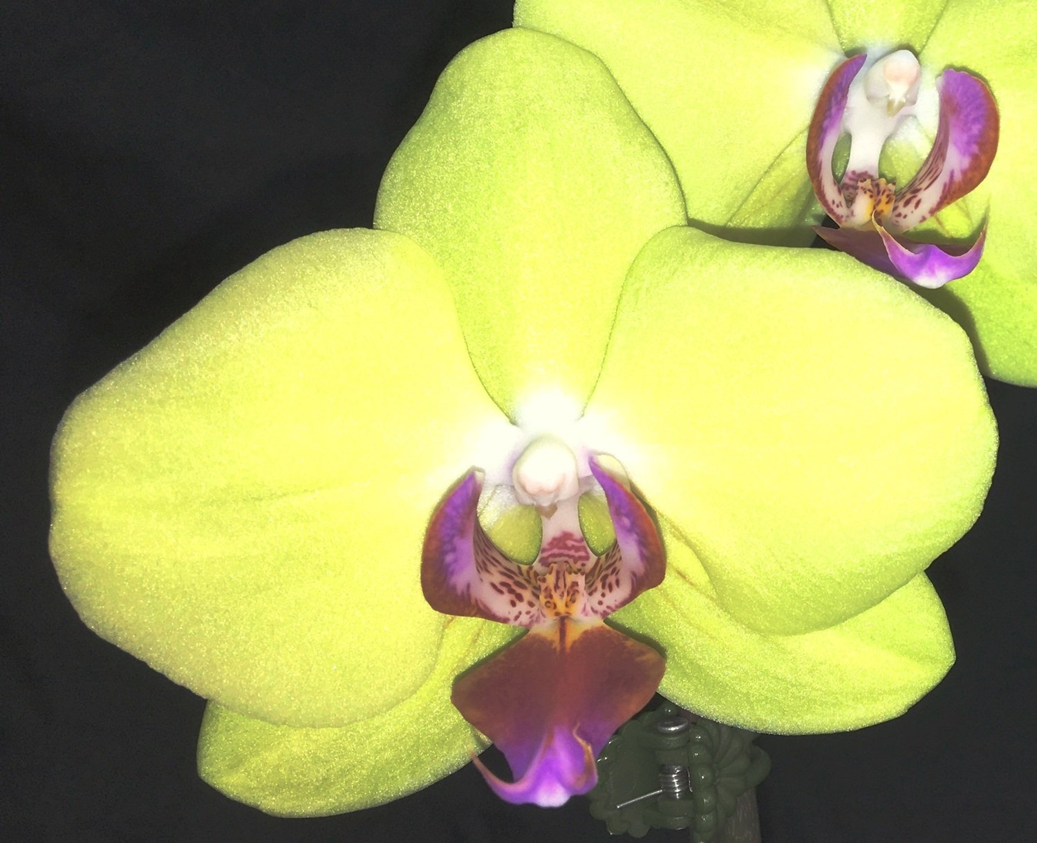 Phalaenopsis Fuller's Sunset