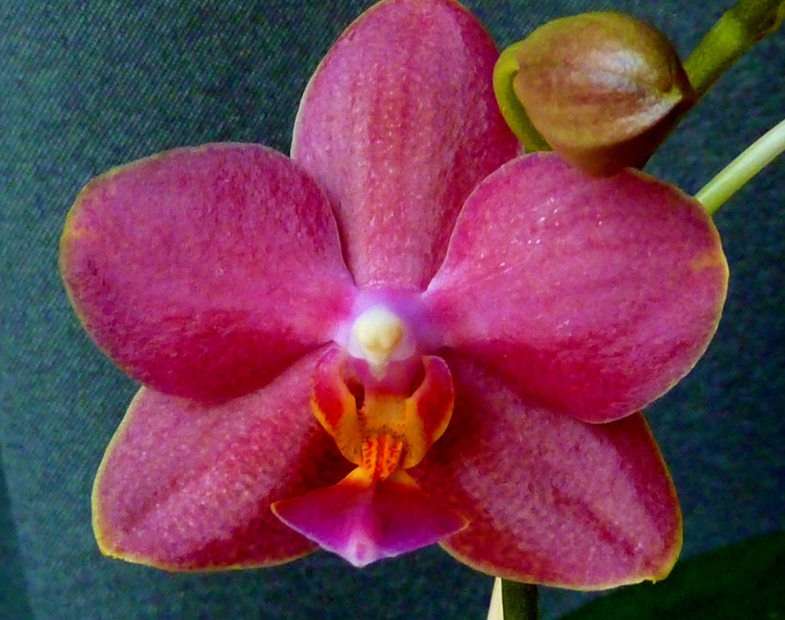 Close-up of a pink and orange orchid flower with a dark background.