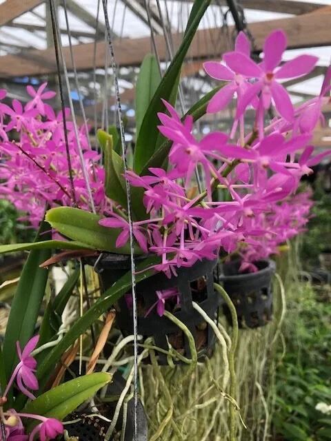 Ascofinetia Cherry Blossom 'Carmela' - NEW ADDITION!