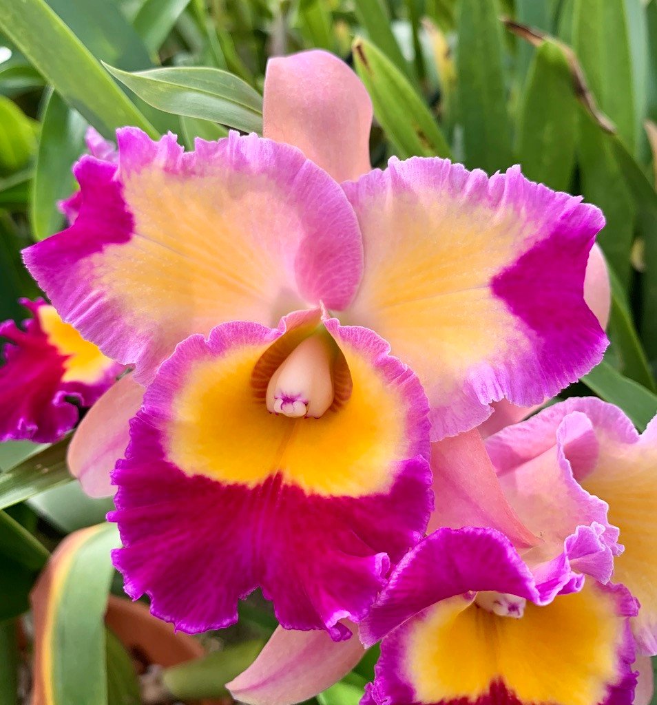 Potinara Dick Smith 'Paradise'