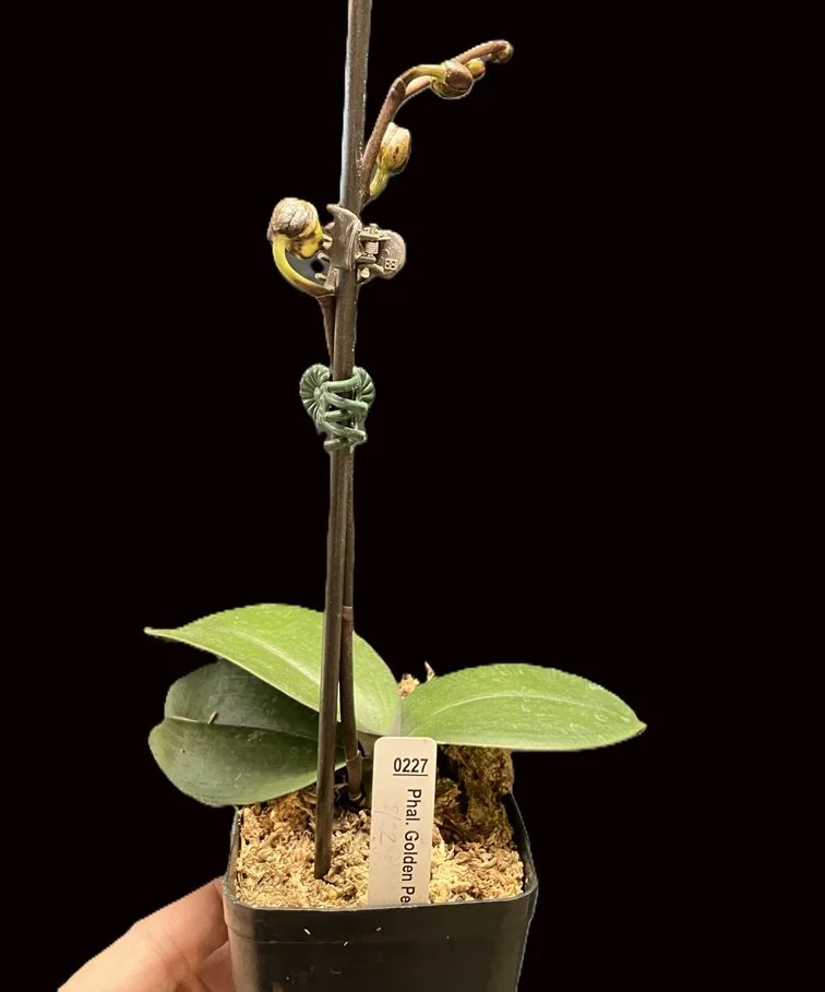 phalaenopsis-golden-peoker-pl227-spike.jpg  This is the Golden Peoker plant showing the developing flower spike.