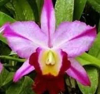 blc-fatari-carmela-am-aos-1.jpg  Beautifully shaped lavender Cattleya flower with darker magenta flaring and lip.