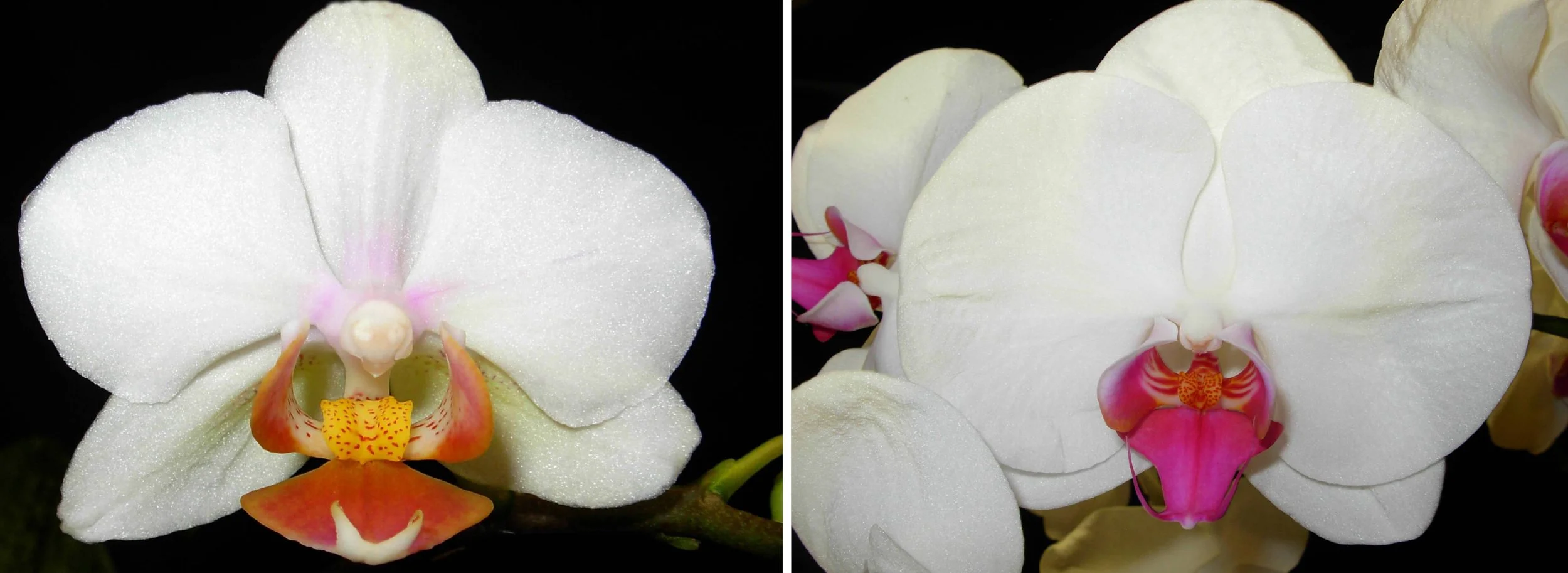 Close-up of two white orchids with pink and yellow markings on black backgrounds, showing detailed petals and centers.