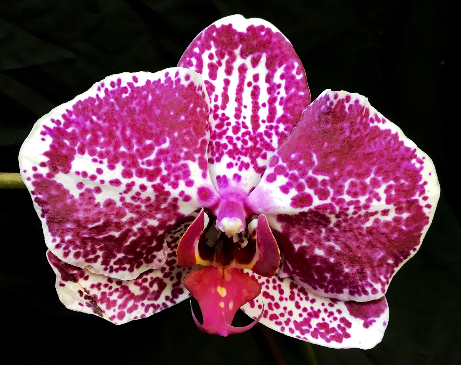 Phalaenopsis Chian Xen Diamond