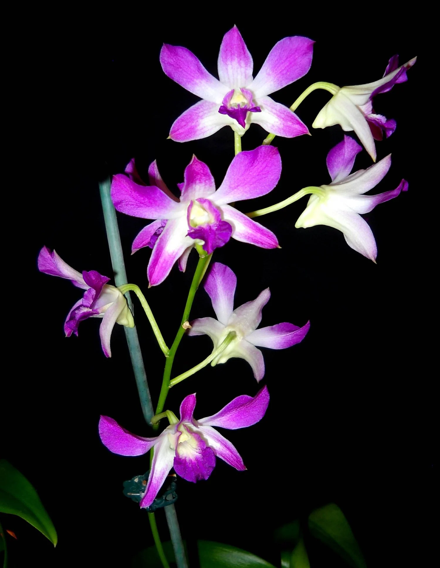dendrobium-hawaiian-white-purple-angels-x-self-de7100.jpg Numerous purple and white flowers held high on this Dendrobium.