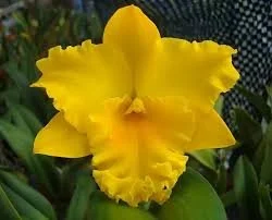 Potinara Hsinying Pachi Pachi 'Carmela' - NEW ADDITION!