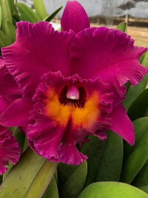 blc-hawaiian-ruby -paradise 1.jpg