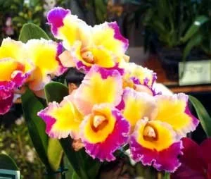 potinara-dick-smith-paradise-1.jpg  Bright yellow flowers with bold red-lavender flaring on this amazing Cattleya!