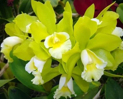 blc-hawaiian-passion-carmela-hcc-aos-2.jpg  Cluster of yellow-green flowers accented with contrasting white lip