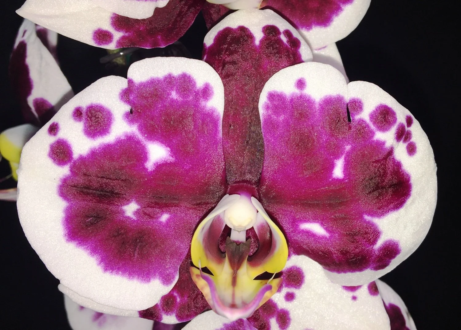 phalaenopsis-golden-peoker-pl227.jpg  A white harlequin Phalaenopsis overlaid with magenta spots and blotches.