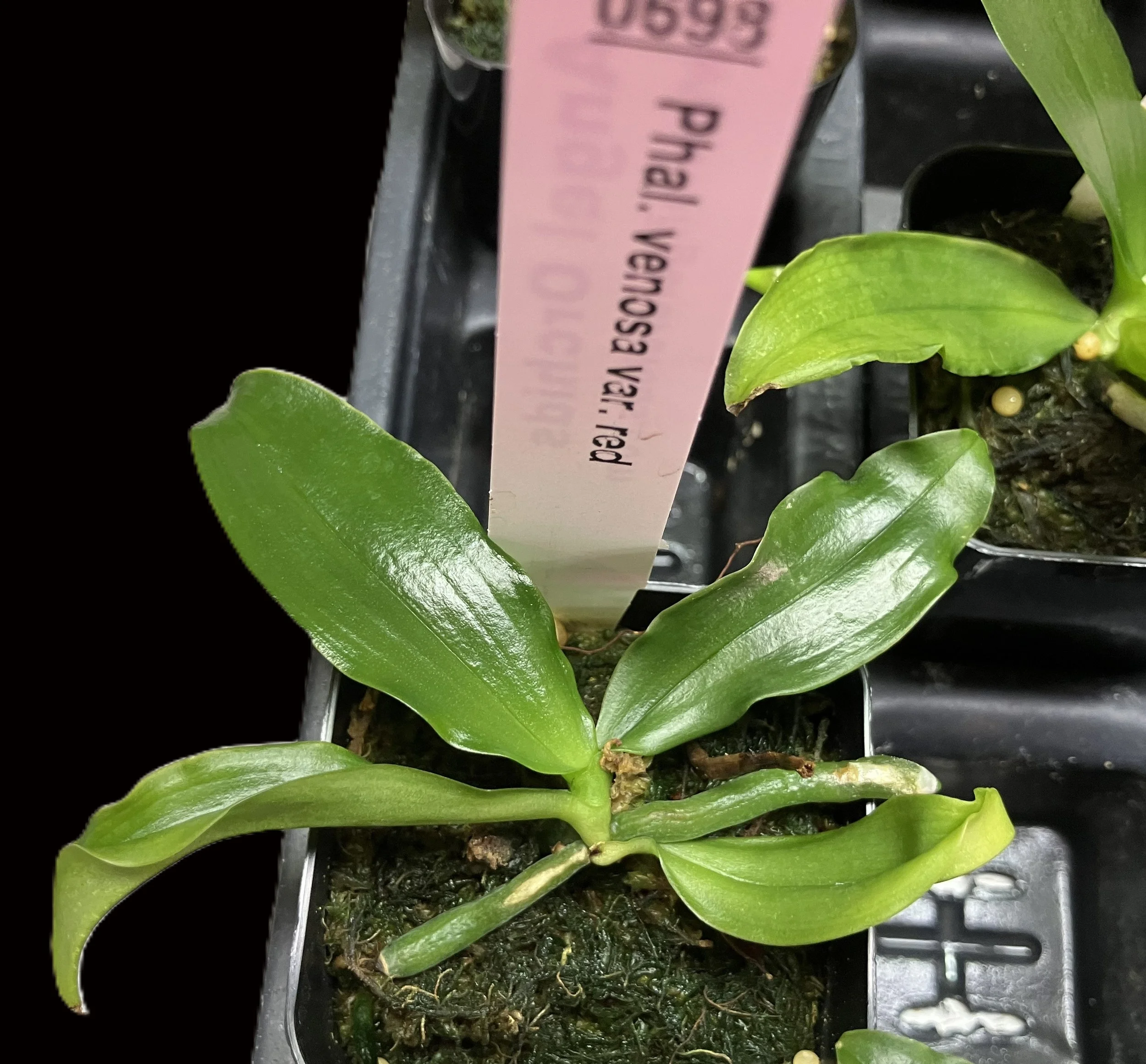 phalaenopsis-venosa-red-pl-698-4.jpg