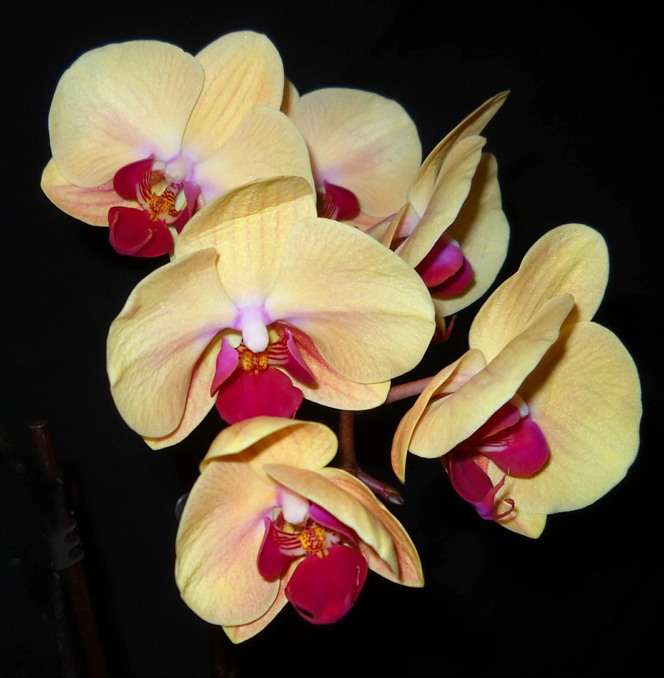 phalaenopsis-chian-xen-queen-pl-249-2.JPG